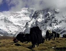 02B Mustang Barabas DVD Their Home Is Below Kangchenjunga - Yaks At Pangpema Below Kangchenjunga North Face The film follows a Tibetan caravan crossing over the Jongsang La (6115m) from Tibet to Nepal, passing by Pangpema and the north face of Kangchenjunga and Jannu,&hellip;
